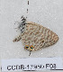  ( - CCDB-17950 F03)  @12 [ ] Copyright (2014) Zoological Institute of the Russian Academy of Science Zoological Institute of the Russian Academy of Science