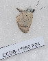  ( - CCDB-17950 F04)  @12 [ ] Copyright (2014) Zoological Institute of the Russian Academy of Science Zoological Institute of the Russian Academy of Science