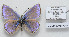  (Iolana arjanica - CCDB-17950 G03)  @13 [ ] Copyright (2014) McGuire Center, University of Florida McGuire Center, University of Florida