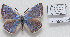 (Iolana andreasi - CCDB-17950 G05)  @14 [ ] Copyright (2014) McGuire Center, University of Florida McGuire Center, University of Florida