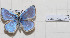  (Polyommatus ciloicus azarisorum - CCDB-17950 G08)  @11 [ ] Copyright (2014) McGuire Center, University of Florida McGuire Center, University of Florida