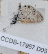  (Azanus sp - CCDB-17967 D05)  @12 [ ] Copyright (2014) Zoological Institute of the Russian Academy of Science Zoological Institute of the Russian Academy of Science