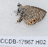 ( - CCDB-17967 H02)  @13 [ ] Copyright (2014) Zoological Institute of the Russian Academy of Science Zoological Institute of the Russian Academy of Science