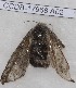  (Gynaephora groenlandica - CCDB-17968 A02)  @12 [ ] Copyright (2014) Zoological Institute of the Russian Academy of Science Zoological Institute of the Russian Academy of Science