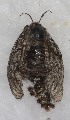  ( - CCDB-17968 A03)  @12 [ ] Copyright (2014) Zoological Institute of the Russian Academy of Science Zoological Institute of the Russian Academy of Science