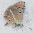  ( - CCDB-17968 B05)  @12 [ ] Copyright (2014) Zoological Institute of the Russian Academy of Science Zoological Institute of the Russian Academy of Science