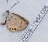  ( - CCDB-17968 C06)  @13 [ ] Copyright (2014) Zoological Institute of the Russian Academy of Science Zoological Institute of the Russian Academy of Science