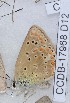  ( - CCDB-17968 D12)  @12 [ ] Copyright (2014) Zoological Institute of the Russian Academy of Science Zoological Institute of the Russian Academy of Science