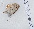  ( - CCDB-17968 G09)  @12 [ ] Copyright (2014) Zoological Institute of the Russian Academy of Science Zoological Institute of the Russian Academy of Science