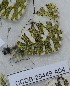  (Euchloe aegyptiaca - CCDB-25449 A04)  @12 [ ] Copyright (2015) Zoological Institute of the Russian Academy of Science Zoological Institute of the Russian Academy of Science