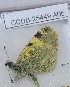  ( - CCDB-25449 A05)  @12 [ ] Copyright (2015) Zoological Institute of the Russian Academy of Science Zoological Institute of the Russian Academy of Science