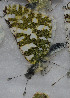  ( - CCDB-25449 C07)  @12 [ ] Copyright (2015) Zoological Institute of the Russian Academy of Science Zoological Institute of the Russian Academy of Science