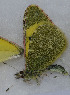  ( - CCDB-25449 C09)  @12 [ ] Copyright (2015) Zoological Institute of the Russian Academy of Science Zoological Institute of the Russian Academy of Science