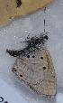  ( - CCDB-25449 G10)  @12 [ ] Copyright (2015) Zoological Institute of the Russian Academy of Science Zoological Institute of the Russian Academy of Science