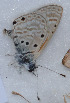  ( - CCDB-25449 G11)  @12 [ ] Copyright (2015) Zoological Institute of the Russian Academy of Science Zoological Institute of the Russian Academy of Science