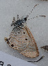  ( - CCDB-25449 H03)  @12 [ ] Copyright (2015) Zoological Institute of the Russian Academy of Science Zoological Institute of the Russian Academy of Science