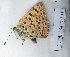  ( - CCDB-25450 B03)  @13 [ ] Copyright (2015) Zoological Institute of the Russian Academy of Science Zoological Institute of the Russian Academy of Science