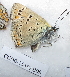  ( - CCDB-25450 B08)  @12 [ ] Copyright (2015) Zoological Institute of the Russian Academy of Science Zoological Institute of the Russian Academy of Science