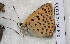  ( - CCDB-25450 E10)  @13 [ ] Copyright (2015) Zoological Institute of the Russian Academy of Science Zoological Institute of the Russian Academy of Science