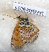  ( - CCDB-25452 A07)  @11 [ ] Copyright (2016) Zoological Institute of the Russian Academy of Science Zoological Institute of the Russian Academy of Science