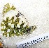  (Euchloe sp - CCDB-25452 C06)  @11 [ ] Copyright (2016) Zoological Institute of the Russian Academy of Science Zoological Institute of the Russian Academy of Science
