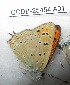  ( - CCDB-25454 A01)  @12 [ ] Copyright (2016) Zoological Institute of the Russian Academy of Science Zoological Institute of the Russian Academy of Science