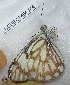  (Anaphaeis - CCDB-25454 A08)  @12 [ ] Copyright (2016) Zoological Institute of the Russian Academy of Science Zoological Institute of the Russian Academy of Science