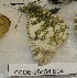  ( - CCDB-25454 E04)  @12 [ ] Copyright (2016) Zoological Institute of the Russian Academy of Science Zoological Institute of the Russian Academy of Science