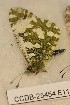  ( - CCDB-25454 E11)  @12 [ ] Copyright (2016) Zoological Institute of the Russian Academy of Science Zoological Institute of the Russian Academy of Science