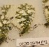  ( - CCDB-25454 E12)  @12 [ ] Copyright (2016) Zoological Institute of the Russian Academy of Science Zoological Institute of the Russian Academy of Science