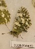  ( - CCDB-25454 F01)  @12 [ ] Copyright (2016) Zoological Institute of the Russian Academy of Science Zoological Institute of the Russian Academy of Science