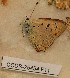  ( - CCDB-25454 F11)  @12 [ ] Copyright (2016) Zoological Institute of the Russian Academy of Science Zoological Institute of the Russian Academy of Science