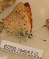  ( - CCDB-25454 F12)  @12 [ ] Copyright (2016) Zoological Institute of the Russian Academy of Science Zoological Institute of the Russian Academy of Science
