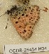  ( - CCDB-25454 H04)  @11 [ ] Copyright (2016) Zoological Institute of the Russian Academy of Science Zoological Institute of the Russian Academy of Science