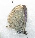  ( - CCDB-25455 A05)  @12 [ ] Copyright (2016) Zoological Institute of the Russian Academy of Science Zoological Institute of the Russian Academy of Science