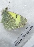  ( - CCDB-25455 A07)  @12 [ ] Copyright (2016) Zoological Institute of the Russian Academy of Science Zoological Institute of the Russian Academy of Science