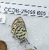  ( - CCDB-25455 B06)  @12 [ ] Copyright (2016) Zoological Institute of the Russian Academy of Science Zoological Institute of the Russian Academy of Science