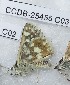  ( - CCDB-25455 C03)  @12 [ ] Copyright (2016) Zoological Institute of the Russian Academy of Science Zoological Institute of the Russian Academy of Science