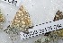  ( - CCDB-25455 C04)  @12 [ ] Copyright (2016) Zoological Institute of the Russian Academy of Science Zoological Institute of the Russian Academy of Science