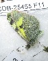  ( - CCDB-25455 F11)  @12 [ ] Copyright (2016) Zoological Institute of the Russian Academy of Science Zoological Institute of the Russian Academy of Science