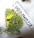  ( - CCDB-25455 F12)  @12 [ ] Copyright (2016) Zoological Institute of the Russian Academy of Science Zoological Institute of the Russian Academy of Science
