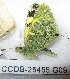  ( - CCDB-25455 G09)  @12 [ ] Copyright (2016) Zoological Institute of the Russian Academy of Science Zoological Institute of the Russian Academy of Science