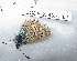  (Lysandra punctifera - CCDB-25455 H01)  @12 [ ] Copyright (2016) Zoological Institute of the Russian Academy of Science Zoological Institute of the Russian Academy of Science