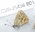  ( - CCDB-25456 B01)  @12 [ ] Copyright (2016) Zoological Institute of the Russian Academy of Science Zoological Institute of the Russian Academy of Science