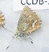  ( - CCDB-25456 B02)  @12 [ ] Copyright (2016) Zoological Institute of the Russian Academy of Science Zoological Institute of the Russian Academy of Science