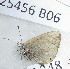  ( - CCDB-25456 B06)  @12 [ ] Copyright (2016) Zoological Institute of the Russian Academy of Science Zoological Institute of the Russian Academy of Science