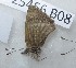  ( - CCDB-25456 B08)  @12 [ ] Copyright (2016) Zoological Institute of the Russian Academy of Science Zoological Institute of the Russian Academy of Science