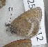  ( - CCDB-25456 B12)  @13 [ ] Copyright (2016) Zoological Institute of the Russian Academy of Science Zoological Institute of the Russian Academy of Science