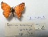  ( - CCDB-23377 C03)  @11 [ ] Copyright (2018) Zoological Institute of the Russian Academy of Science Zoological Institute of the Russian Academy of Science
