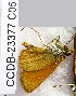  (Thymelicus alaicus - CCDB-23377 C05)  @11 [ ] Copyright (2018) Zoological Institute of the Russian Academy of Science Zoological Institute of the Russian Academy of Science
